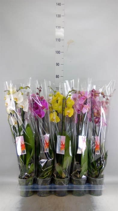 <h4>Phalaenopsis   ...mix  8</h4>