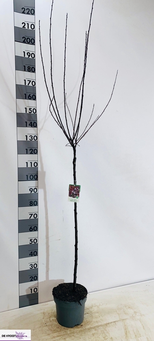 <h4>PRUN CISTENA</h4>