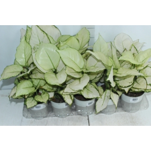 AGLAONEMA WHITE JOY P12