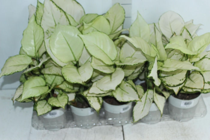 <h4>AGLAONEMA WHITE JOY P12</h4>