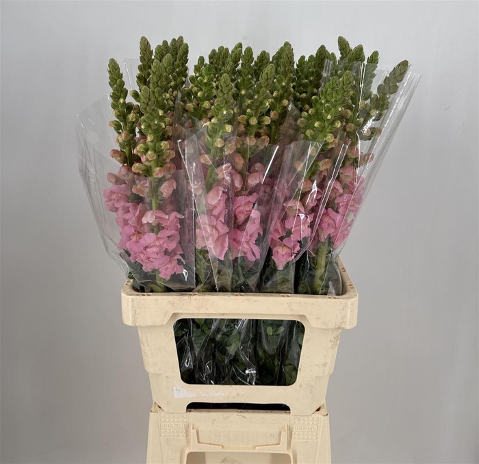 <h4>ANTIR PINK</h4>