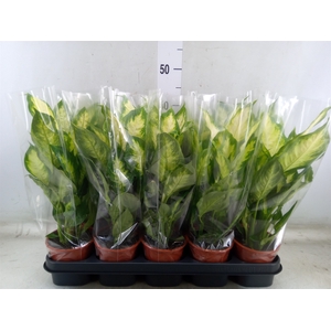 Dieffenbachia  'Camilla'