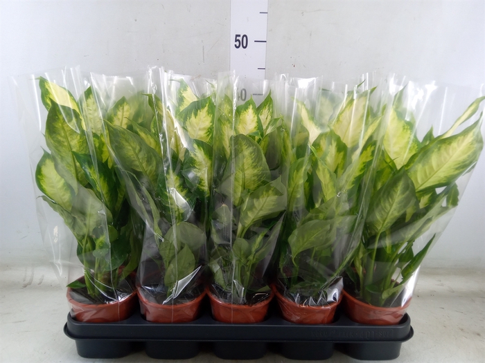 <h4>Dieffenbachia  'Camilla'</h4>