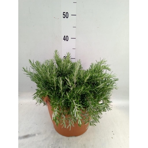 Rosmarinus offi. 'Prostratus'
