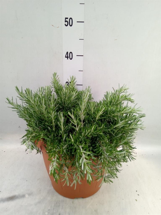 <h4>Rosmarinus offi. 'Prostratus'</h4>