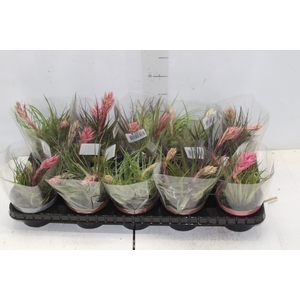 BROMELIA TILLANDSIA GEMINIFLOR P11