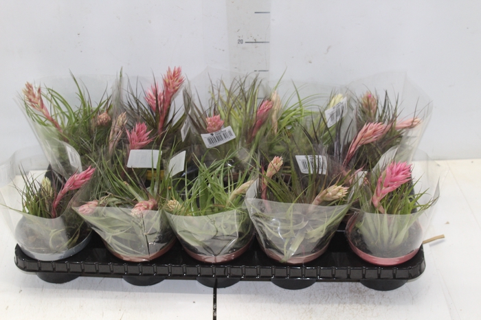<h4>BROMELIA TILLANDSIA GEMINIFLOR P11</h4>