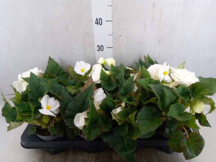 <h4>Begonia tuber. 'Fortune White'</h4>