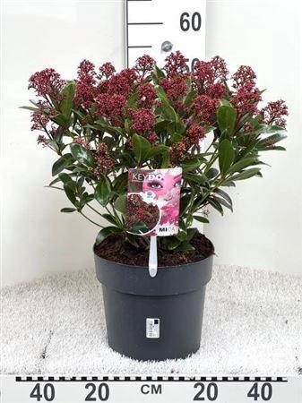 <h4>Skim Japonica 20+</h4>