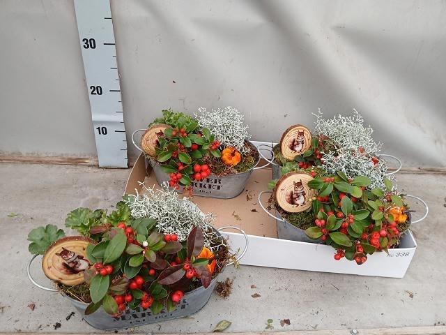 arr8 Arr Tuinplanten In Zinken Bak