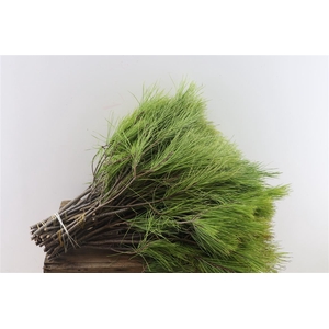 Pinus Vertakt 55cm Per Tak