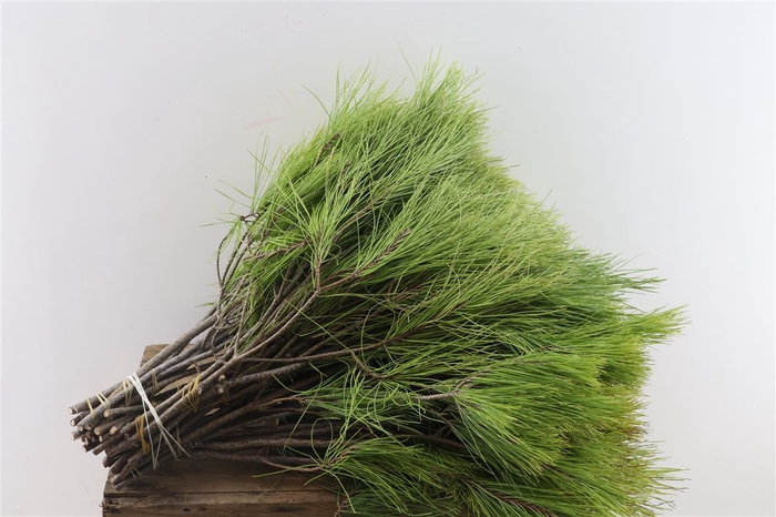 <h4>Pinus Vertakt 55cm Per Tak</h4>