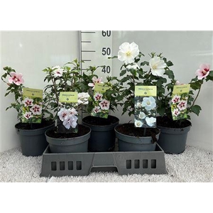 Hibis Syriacus Outdoor