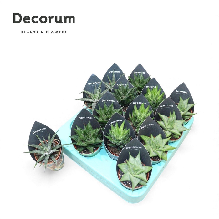 <h4>Haworthia Mix (4spc.) (decorum)</h4>