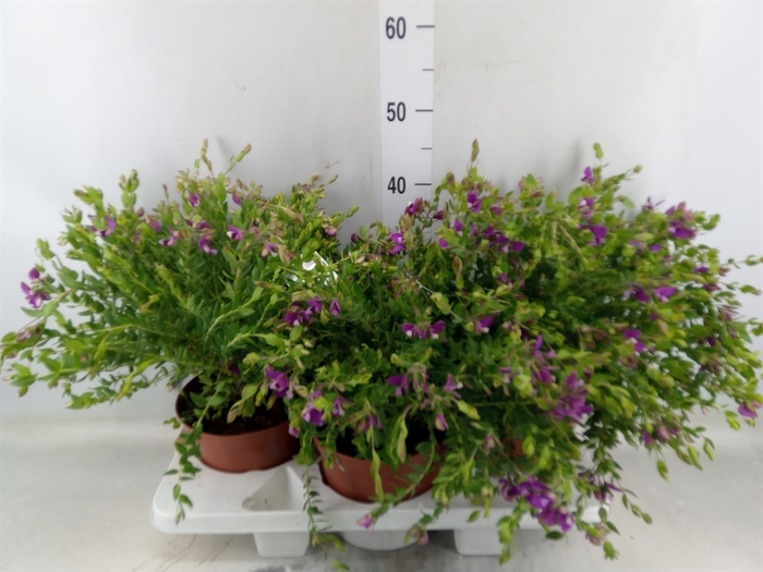 <h4>Polygala dalmaisiana</h4>