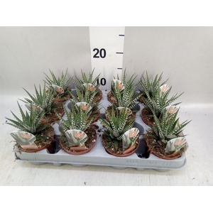 Haworthia fasciata 'Big Band'