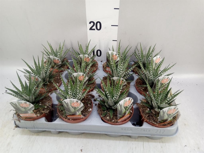 <h4>Haworthia fasciata 'Big Band'</h4>