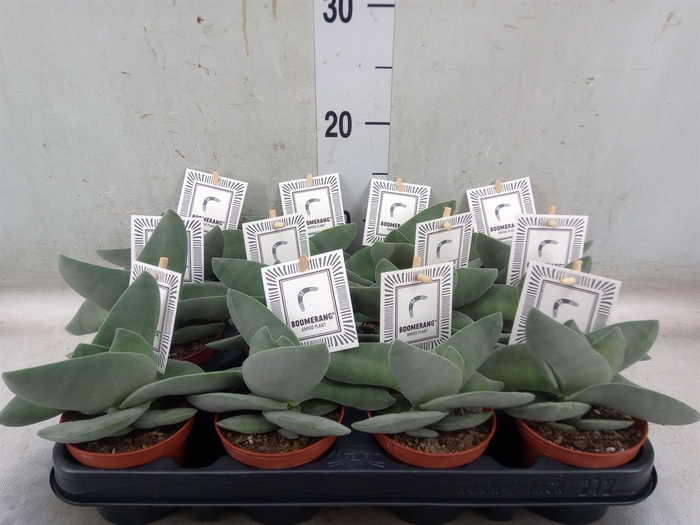 <h4>Crassula  'Boomerang'</h4>