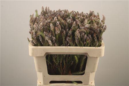 <h4>Kaaps Spatalla</h4>