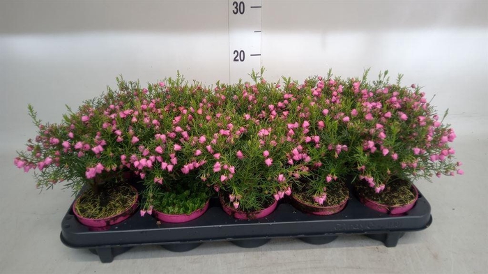 <h4>Boronia heterophylla</h4>