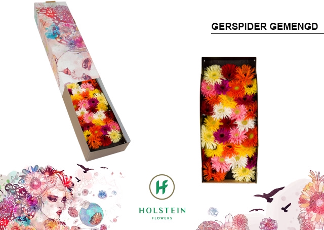 <h4>Germini Spider Mix Spider Doos</h4>