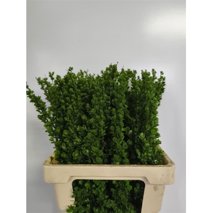 Spiraea Nip Snowmound