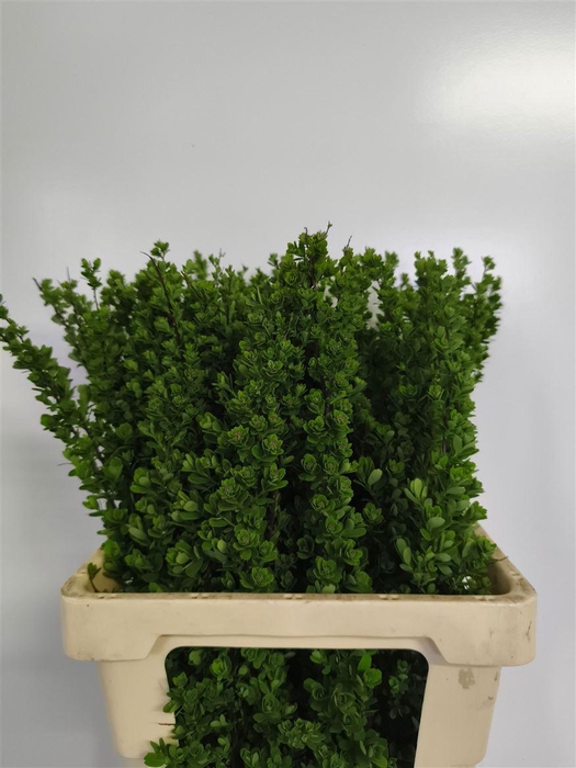 <h4>Spiraea Nip Snowmound</h4>