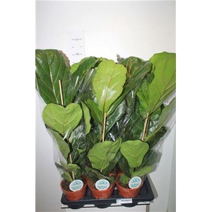 Ficus Lyrata