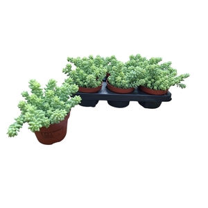SEDUM BURRITO