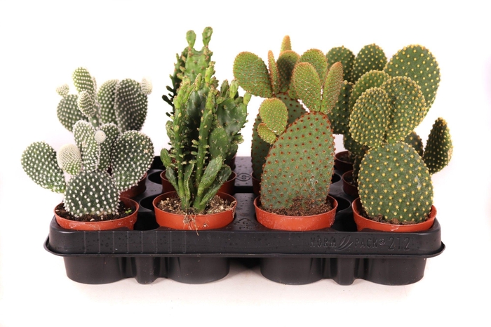 <h4>Opuntia mix 8,5 cm</h4>