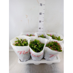 Schlumbergera  'Flame'   ...mix
