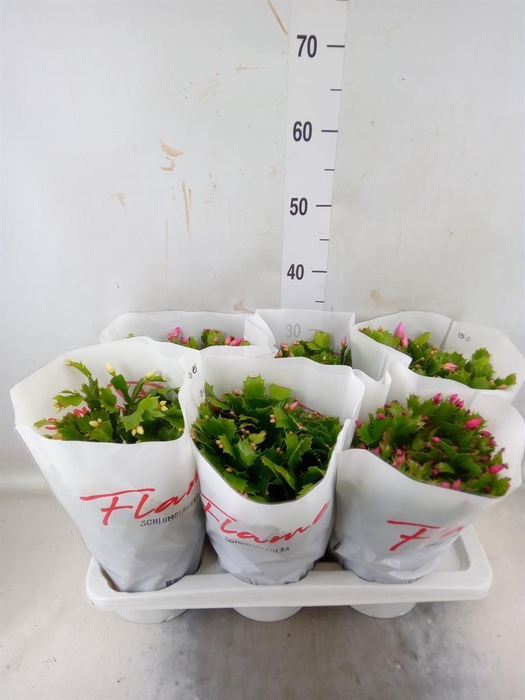 <h4>Schlumbergera  'Flame'   ...mix</h4>
