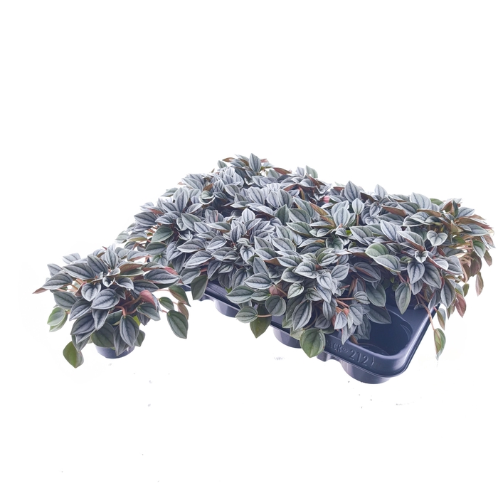 <h4>PEP NAPOLI NIGHTS</h4>