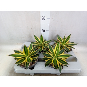 Agave lophantha 'Quadricolor'
