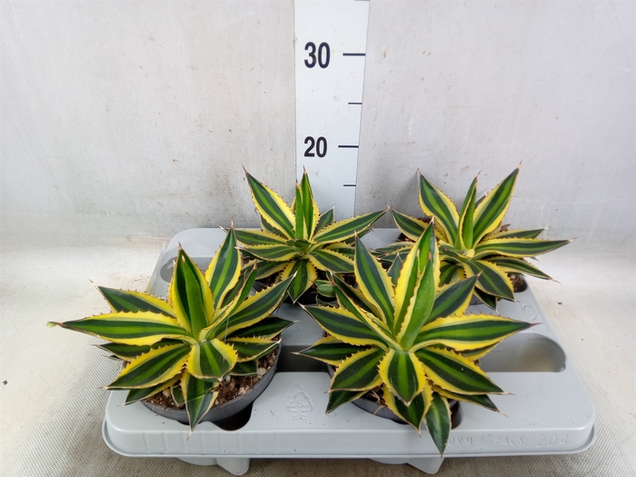 <h4>Agave lophantha 'Quadricolor'</h4>