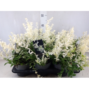 Euonymus fortunei 'Harlequin'