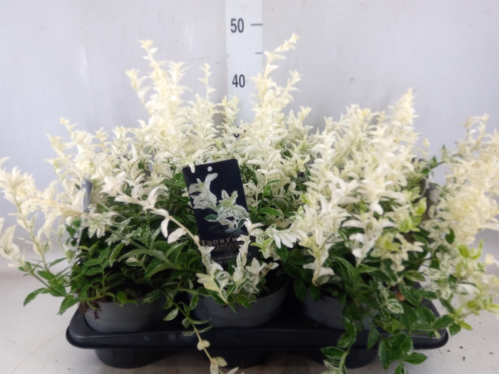 <h4>Euonymus fortunei 'Harlequin'</h4>