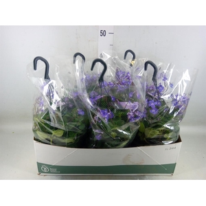 Streptocarpus saxorum
