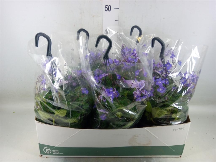 <h4>Streptocarpus saxorum</h4>