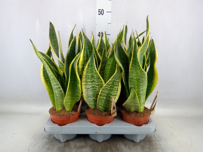 <h4>Sansevieria trifa. 'Futura Superba'</h4>