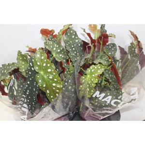 BEGONIA MACULATA P15 PO