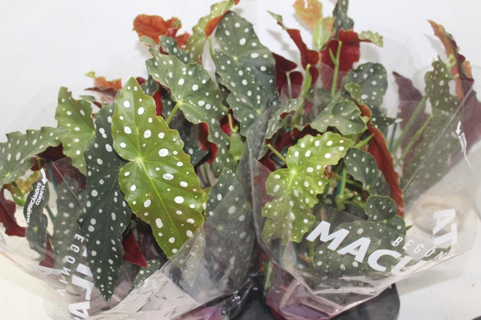 <h4>BEGONIA MACULATA P15 PO</h4>