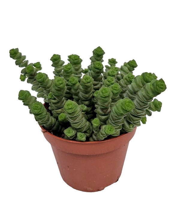 <h4>Crassula Marnieriana Hottentot</h4>