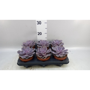 Echeveria  'Purple Pearl'