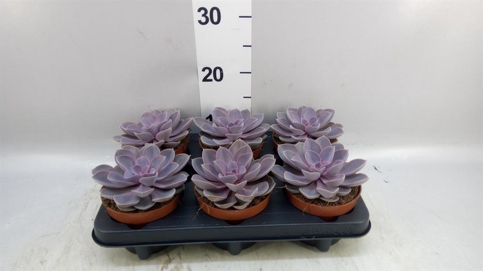 <h4>Echeveria  'Purple Pearl'</h4>
