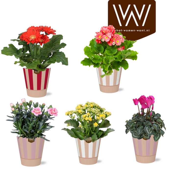 <h4>KAMERPL BLOEIEND GEM</h4>