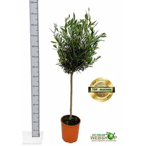 OLEA EUROPAEA
