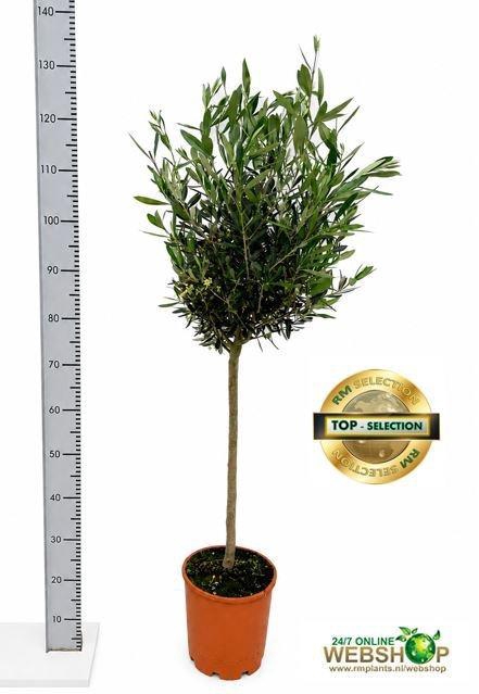<h4>OLEA EUROPAEA</h4>