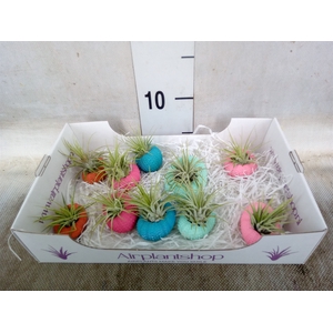 Tillandsia