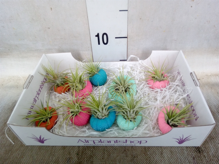 <h4>Tillandsia</h4>